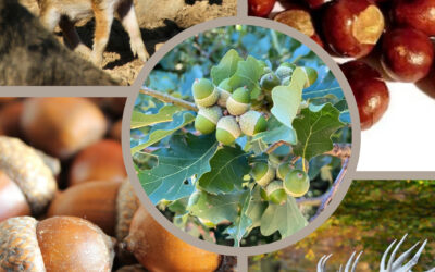 Sammelaktion_Herbstferien Sammelaktion_Herbstferien